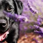 Jean-Marc PENRATH - STUDIO DES VIGNES D'AVARICUM